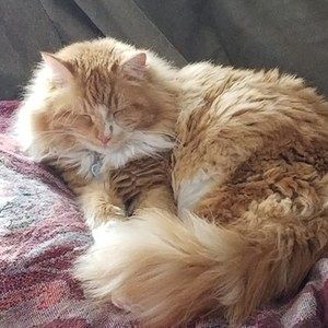 Meet your Posher, Allyne